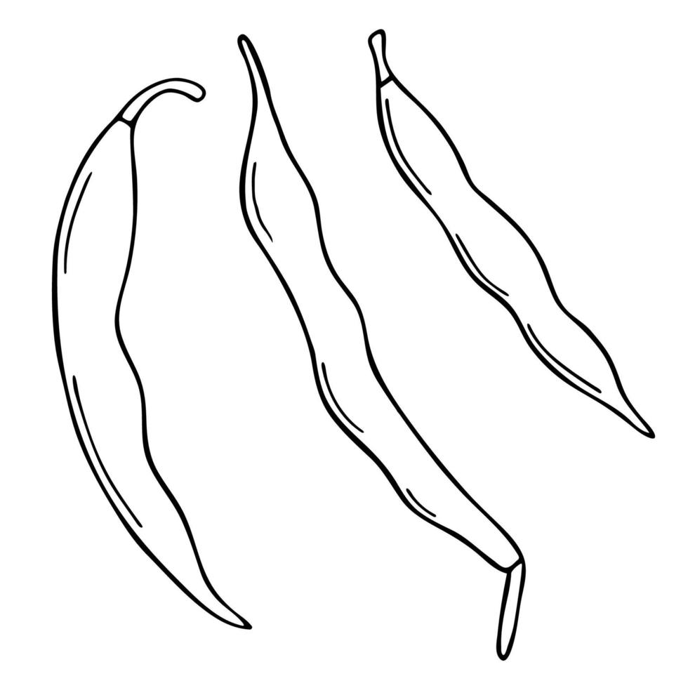 Hand-drawn vector illustration of beans in the doodle style. Black and white isolated object.