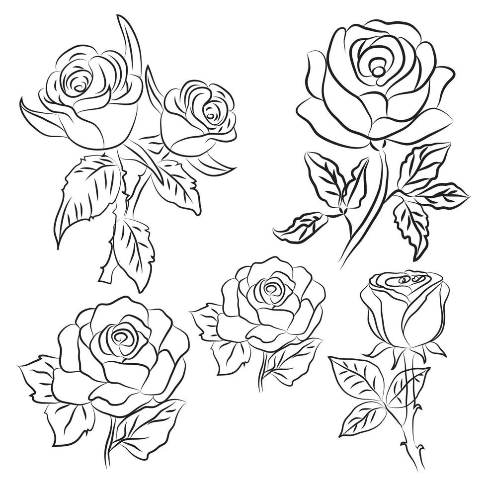 Imágenes de hand draw rose line drawing vector