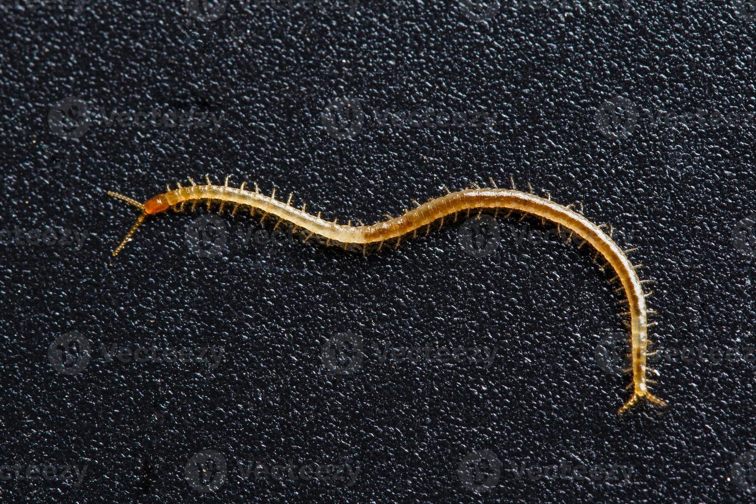 Soil centipede, Geophilomorpha on grainy black background, these animals are predators and can often be found in soil photo