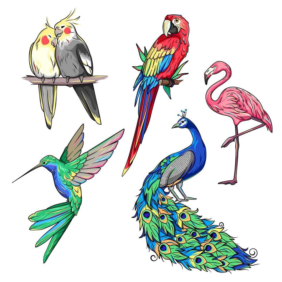 Exotic tropical birds, corella, colibri, hummingbird, flamingo, peacock and ara, macaw parrot vector