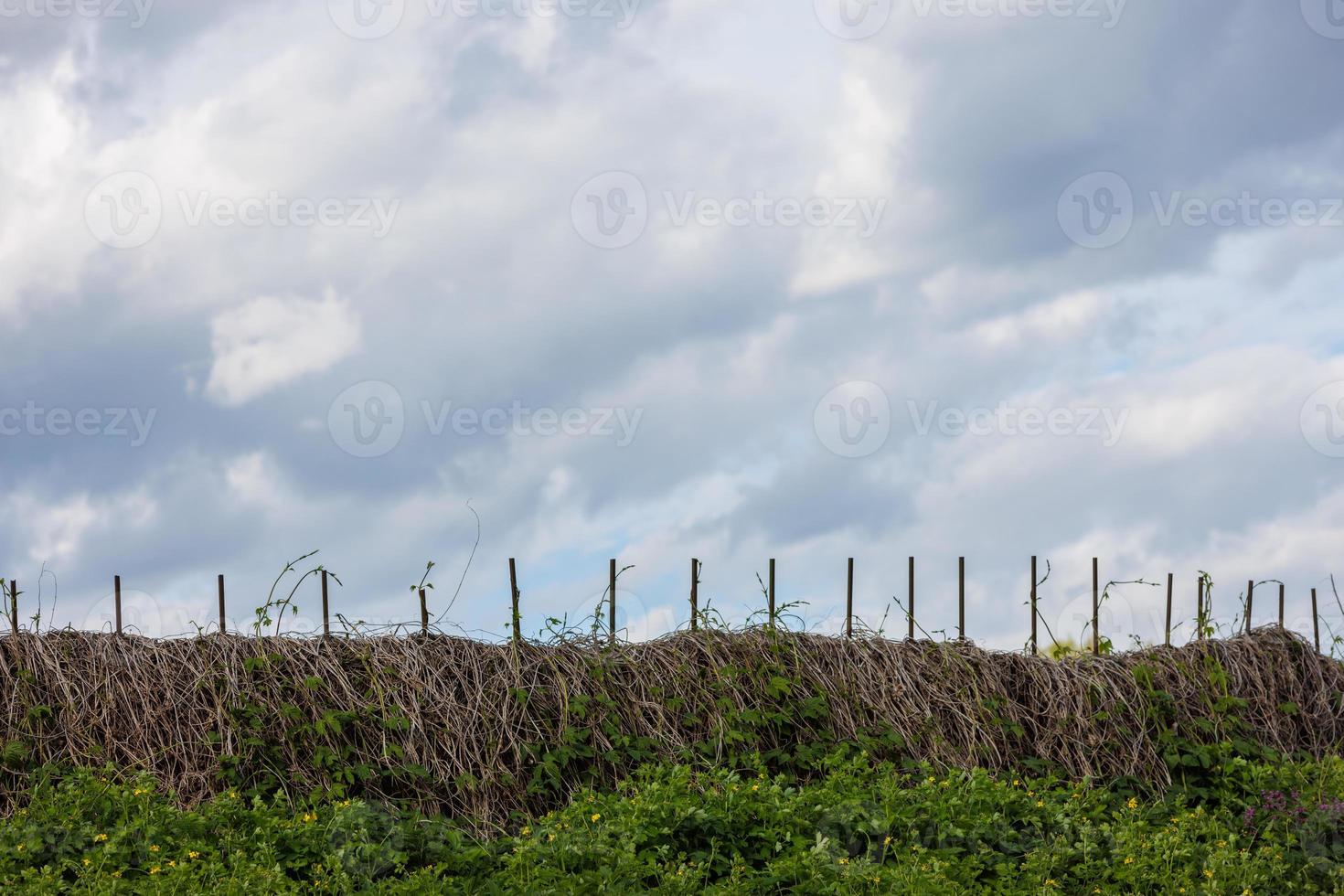 rustic fence entwined with dry wild grapes with cloudy sky in the background and and thickets of nettles in the foreground photo