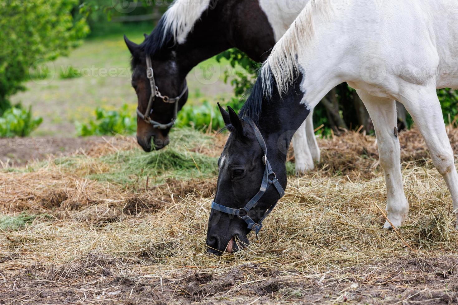 two horses in a paddock eat hay from the ground, at summer day - closeup with selective focus photo