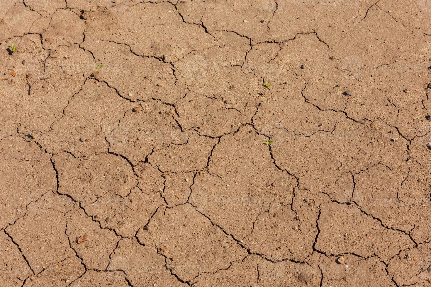 tierra seca agrietada con pequeños brotes verdes bajo la luz solar directa del verano foto