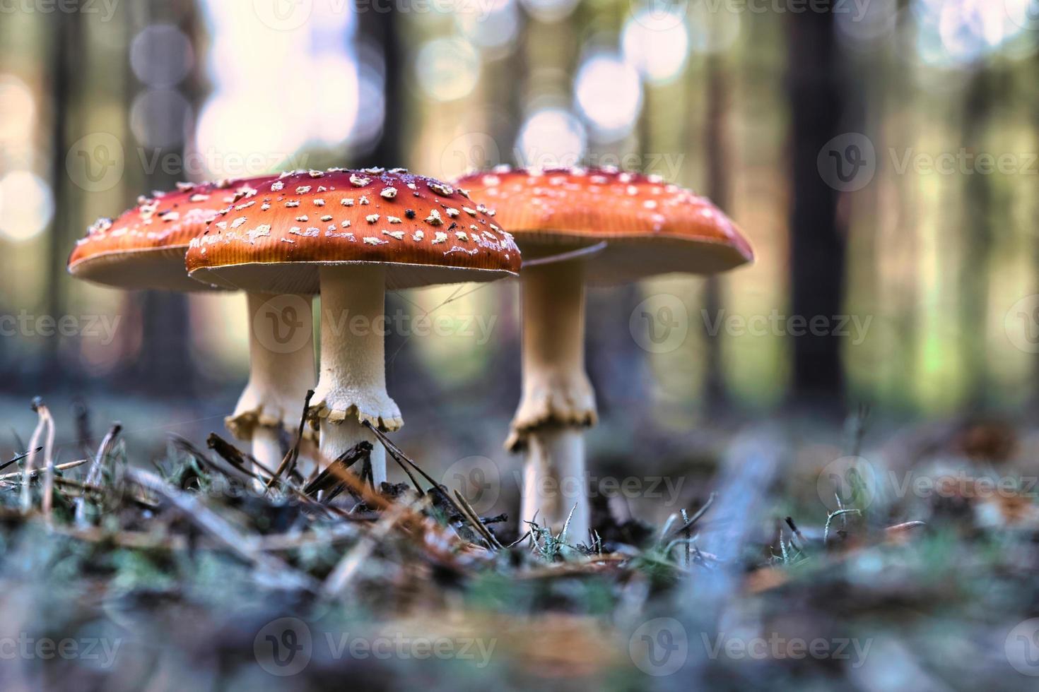 seta venenosa en el fondo de un bosque de coníferas en el bosque. hongo venenoso foto