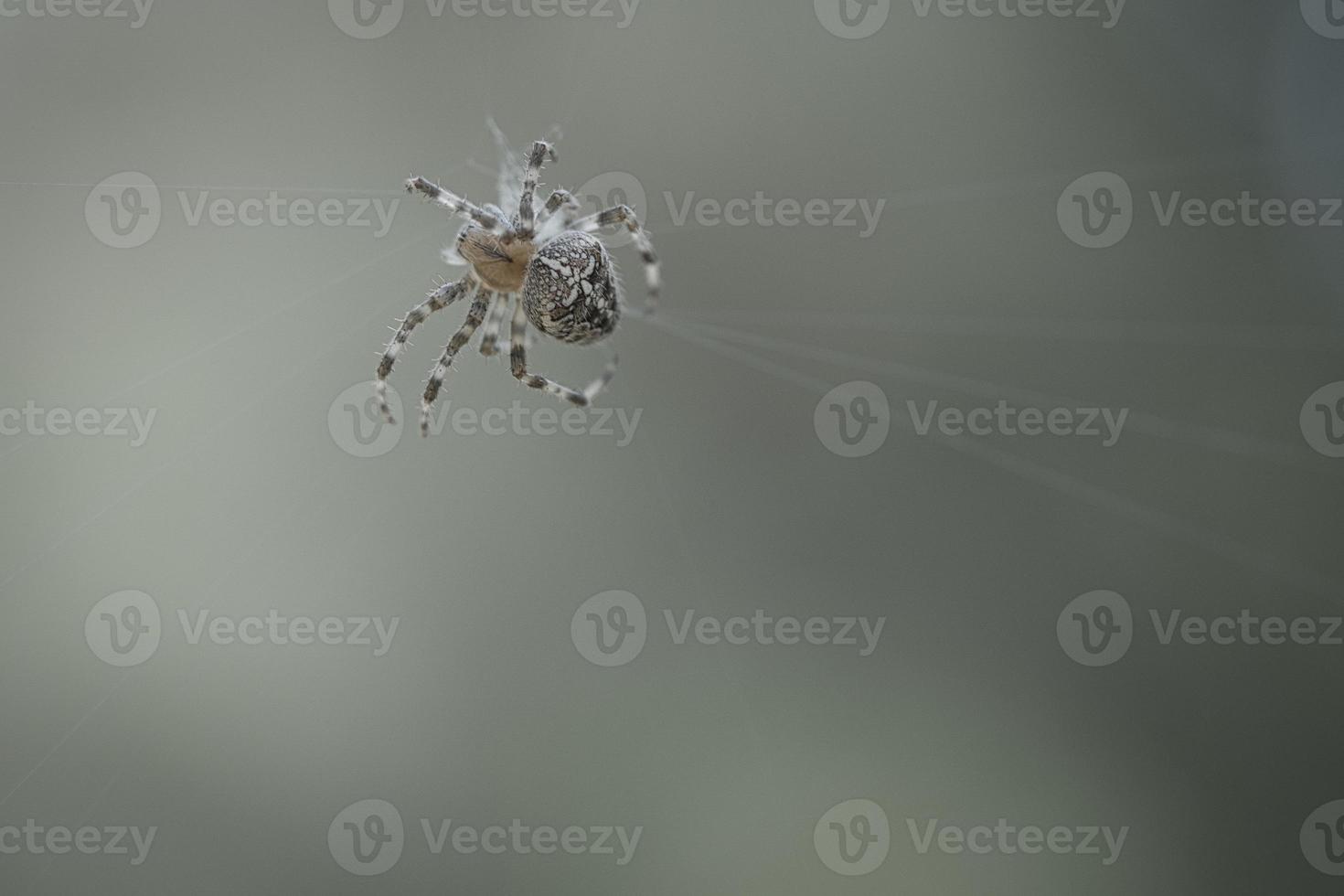 Cross spider in a spider web, lurking for prey. Blurred background photo