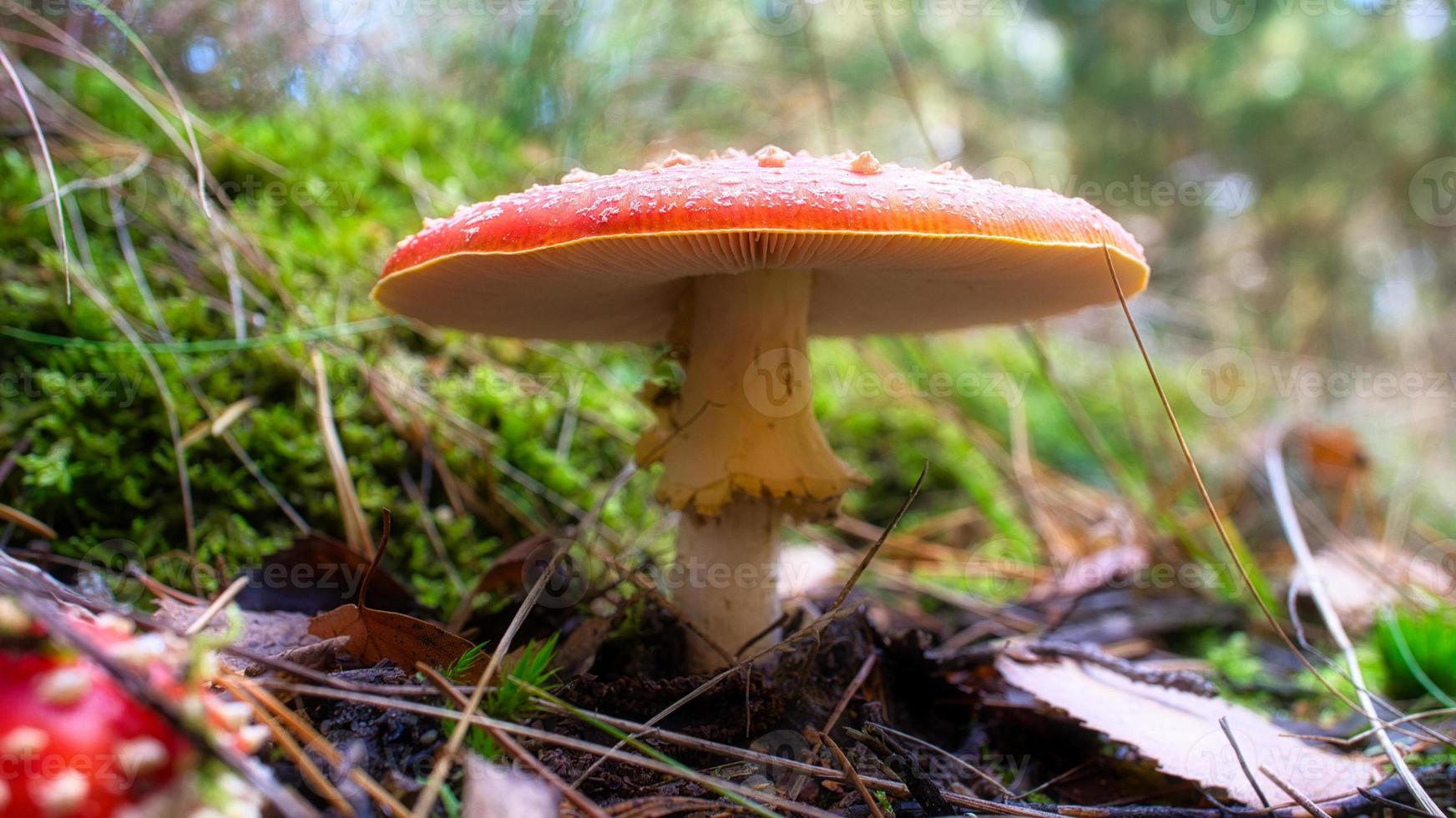 Toadstool, blurry and dreamy, in the grass in the forest. Poisonous mushroom. photo