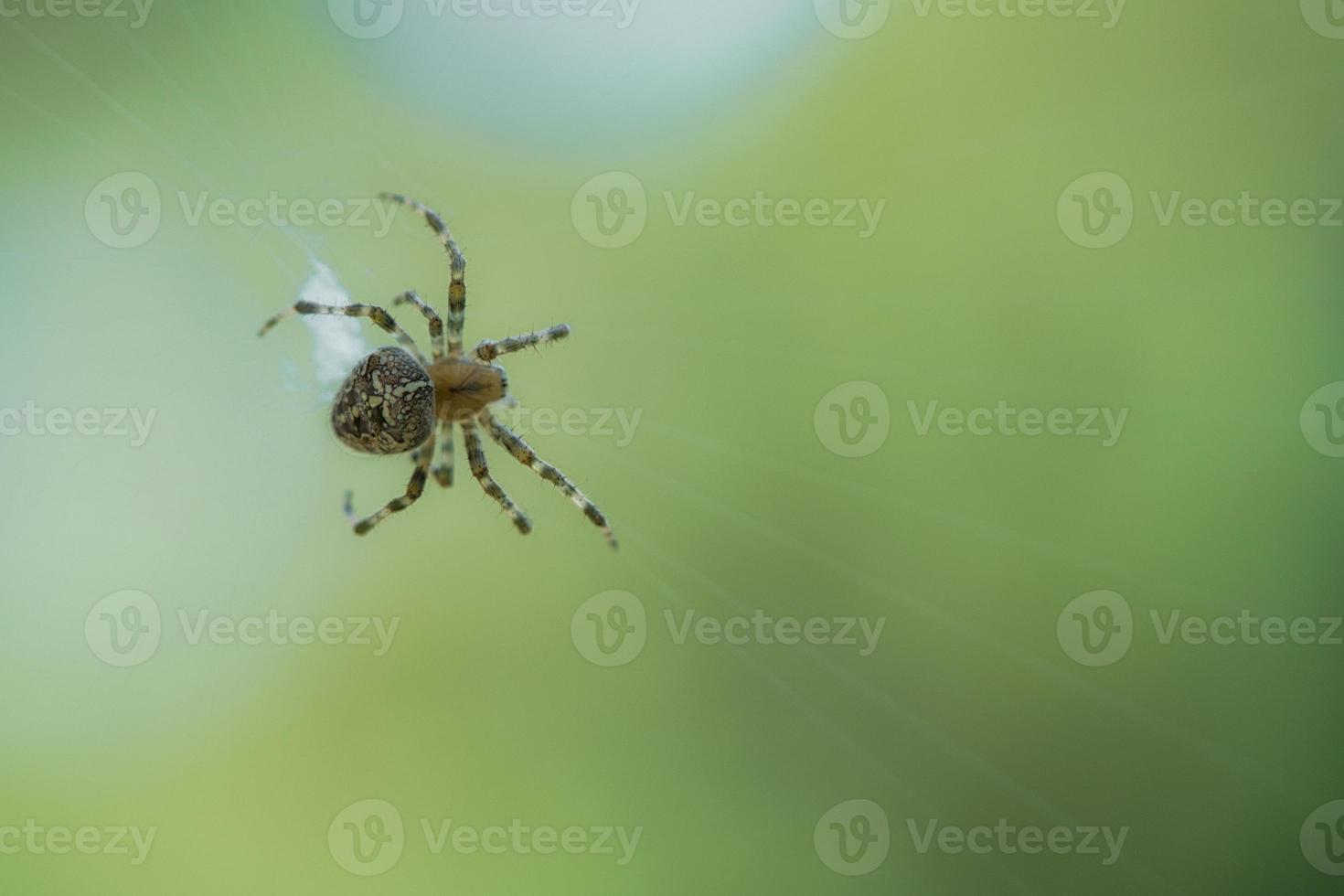 araña cruzada arrastrándose sobre un hilo de araña. susto de halloween un cazador útil entre foto