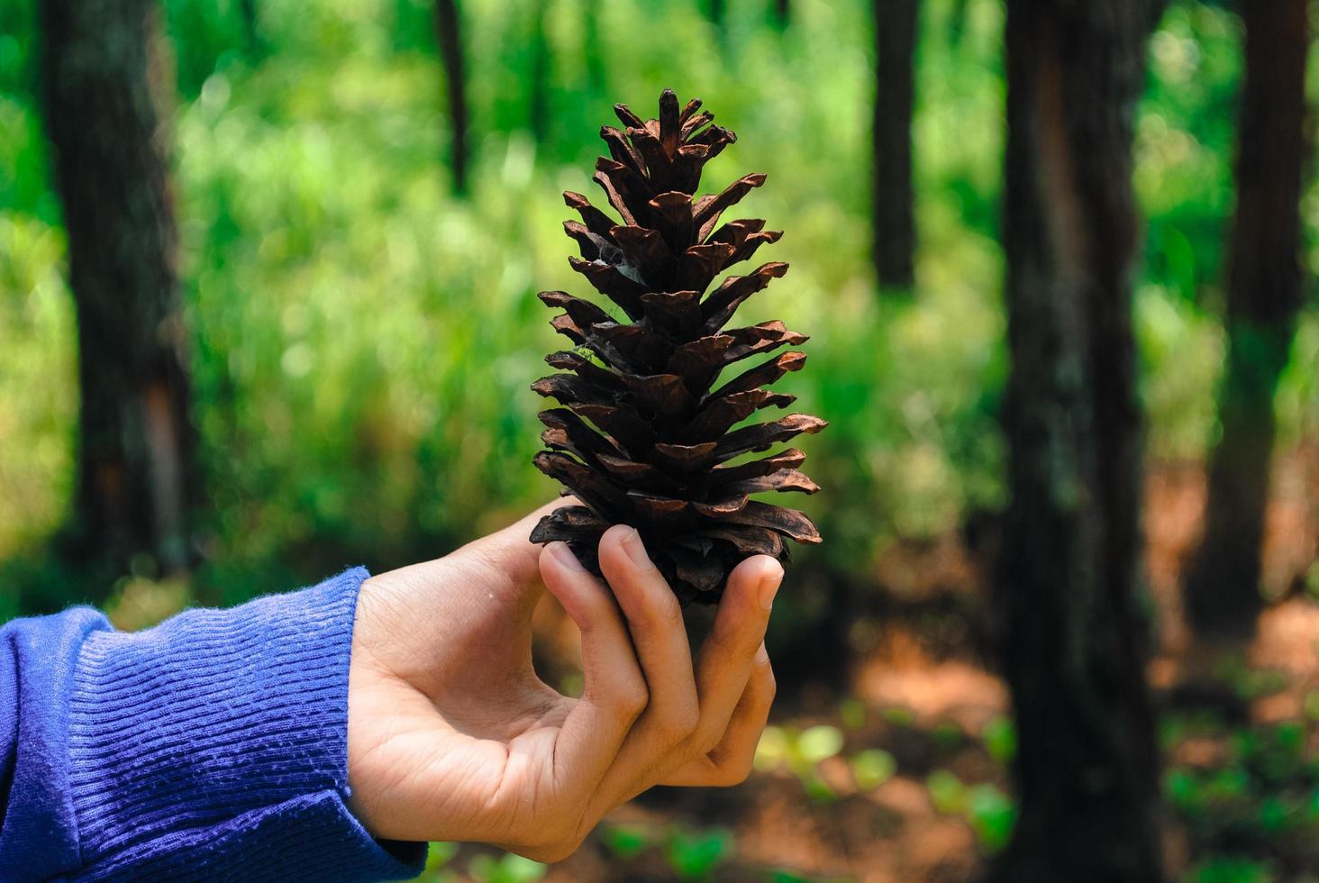 Pine Tree in Hands a photo