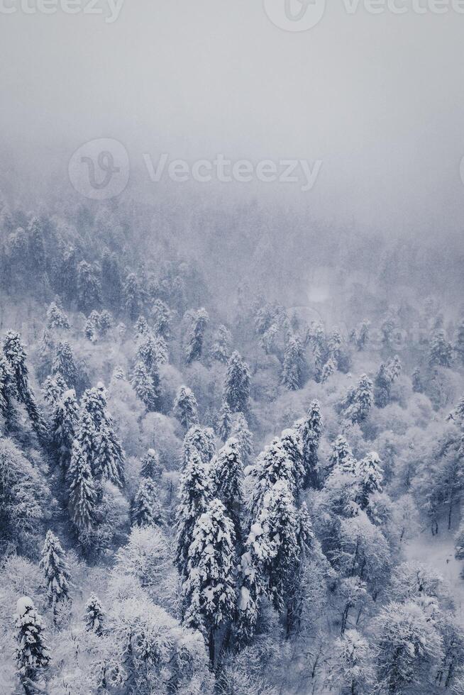 árboles cubiertos de nieve en las montañas foto