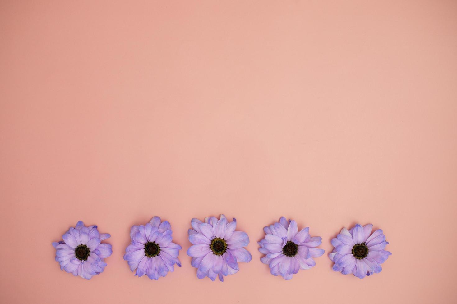 Creative layout made with colorful flowers Very Peri gerberas on a pink background.Banner with space for text. Greeting card. Copy space for your text. photo