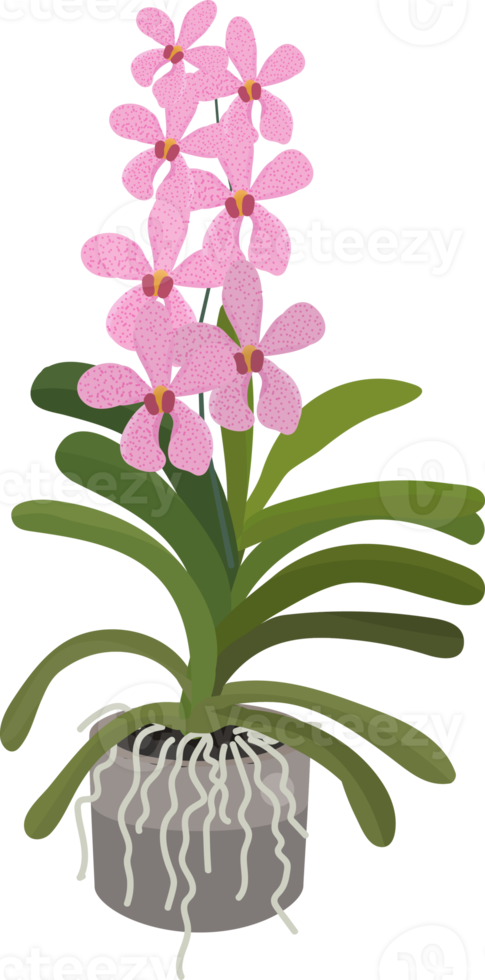 beautiful flat style Mokara orchid flower png