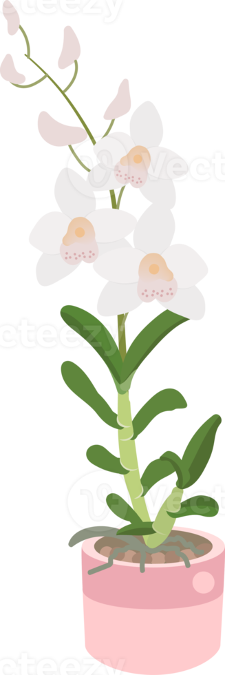 beautiful flat style Dendrobium orchid flower png