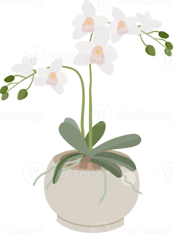 white orchid flower pot plant collection flat style png