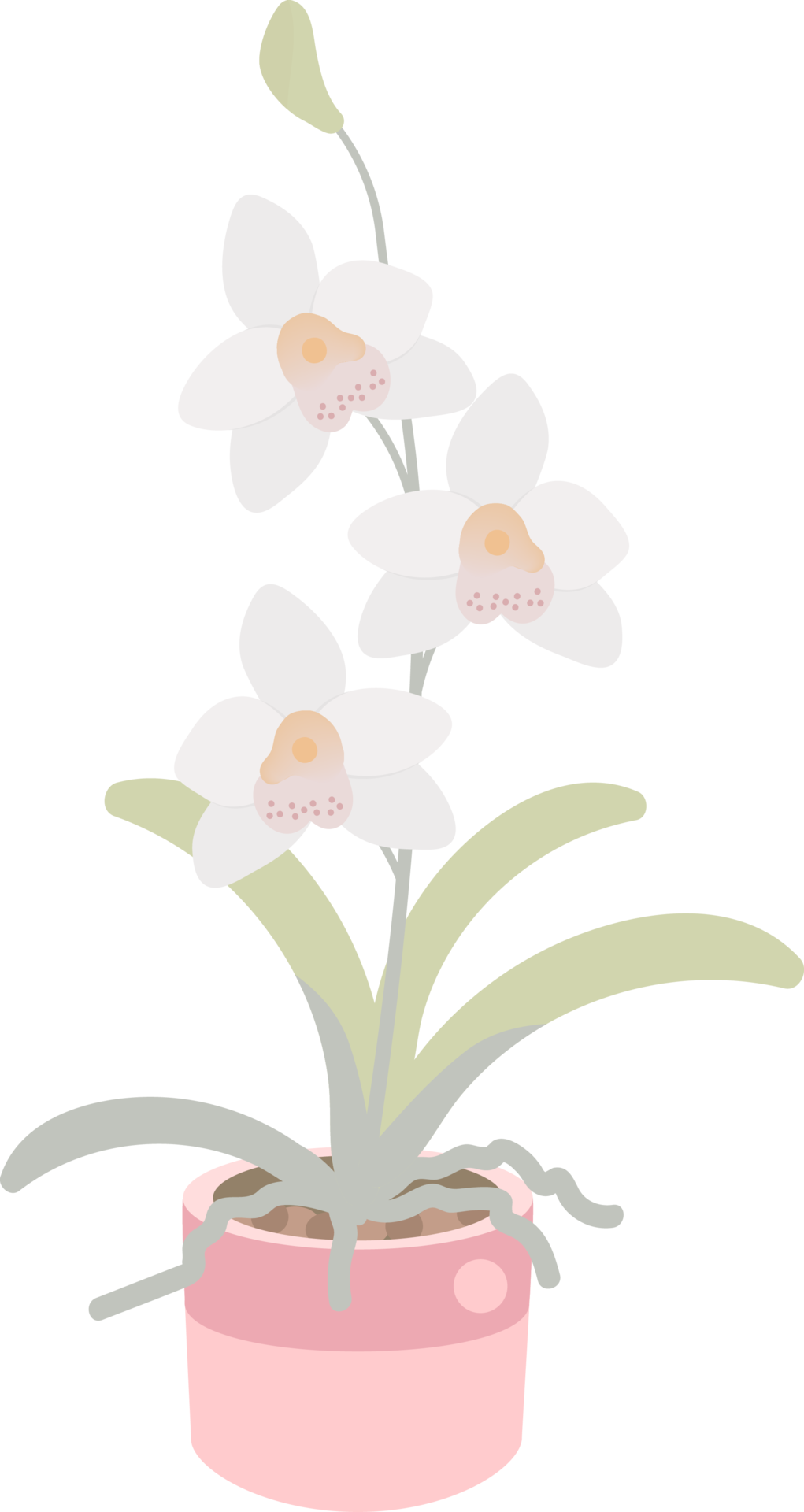 white orchid flower pot plant collection flat style 12675794 PNG