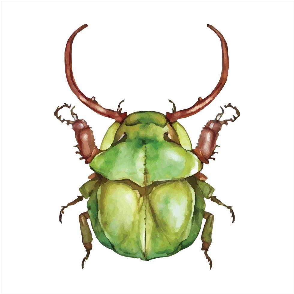 Green watercolor beetle. Watercolor vector illustration isolted on white