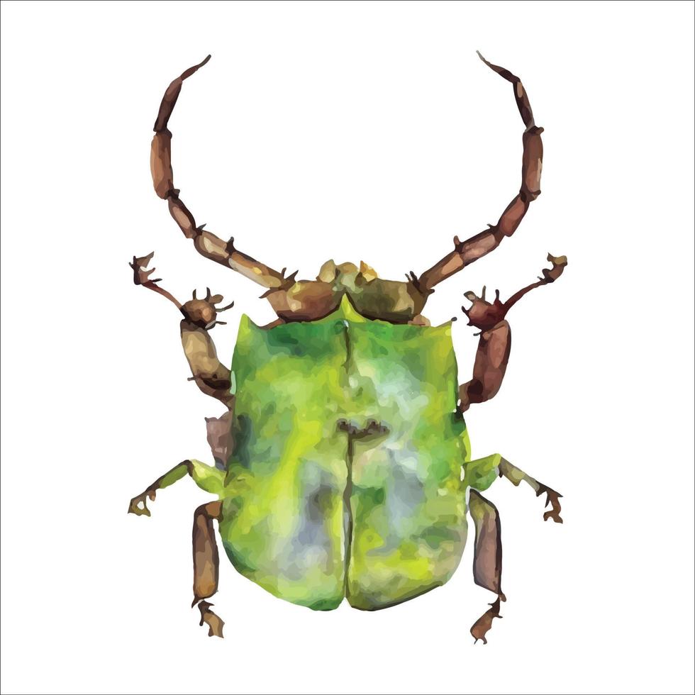 Green watercolor beetle. Watercolor vector illustration isolted on white