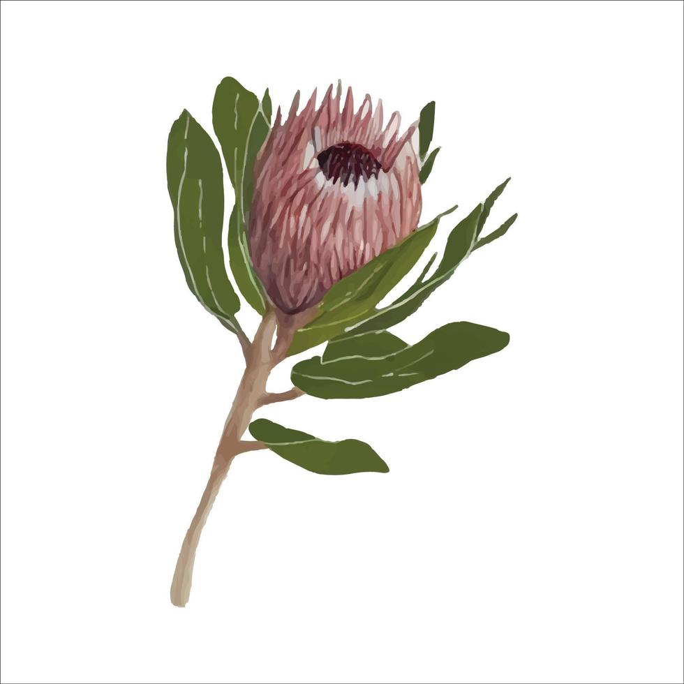 colorida ilustración de vector de acuarela de protea en estilo moderno. diseño de ilustración vectorial textura de estilo acuarela.