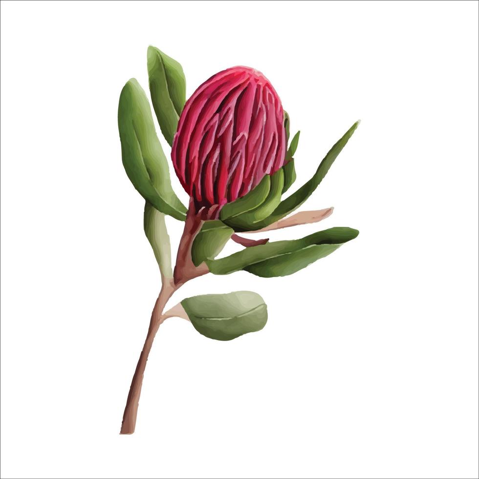 Colorful protea watercolor vector illustration in trendy style. Vector illustration design. Watercolor style texture.