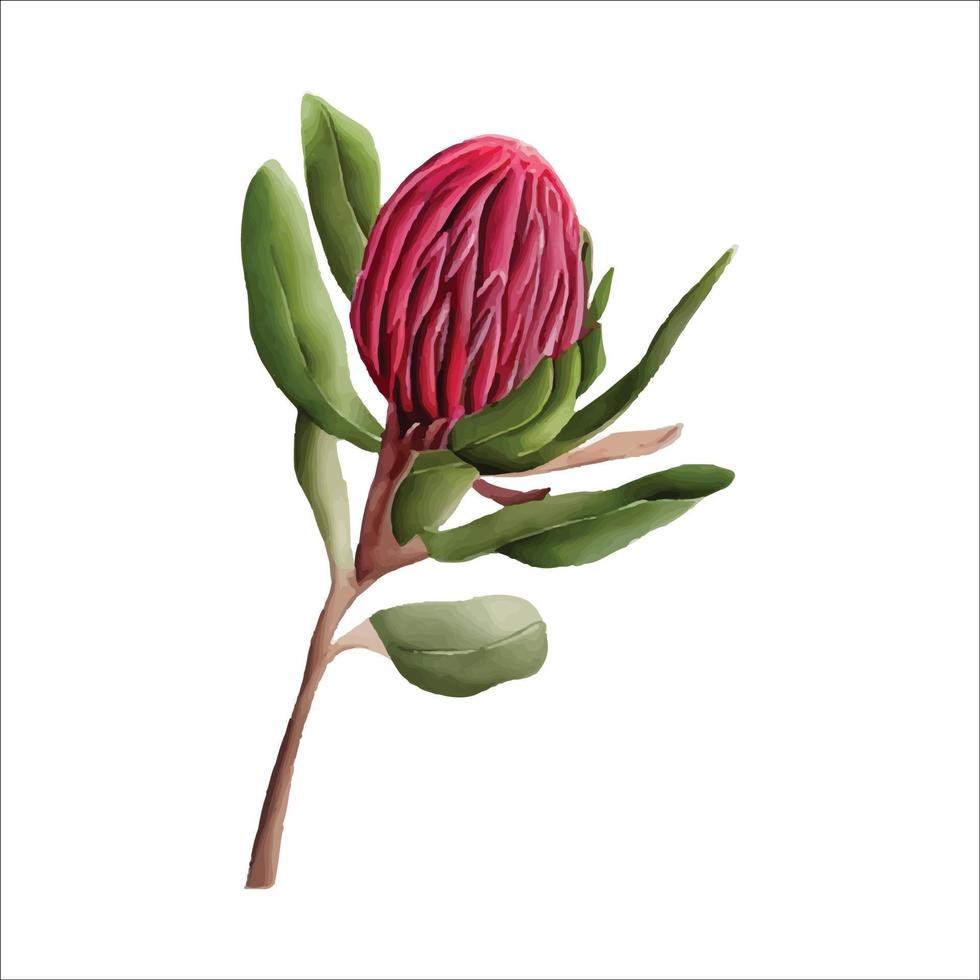 colorida ilustración de vector de acuarela de protea en estilo moderno. diseño de ilustración vectorial textura de estilo acuarela.