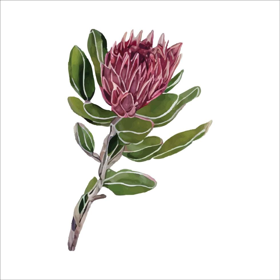 ProteaColorful protea watercolor vector illustration in trendy style. Vector illustration design. Watercolor style texture.