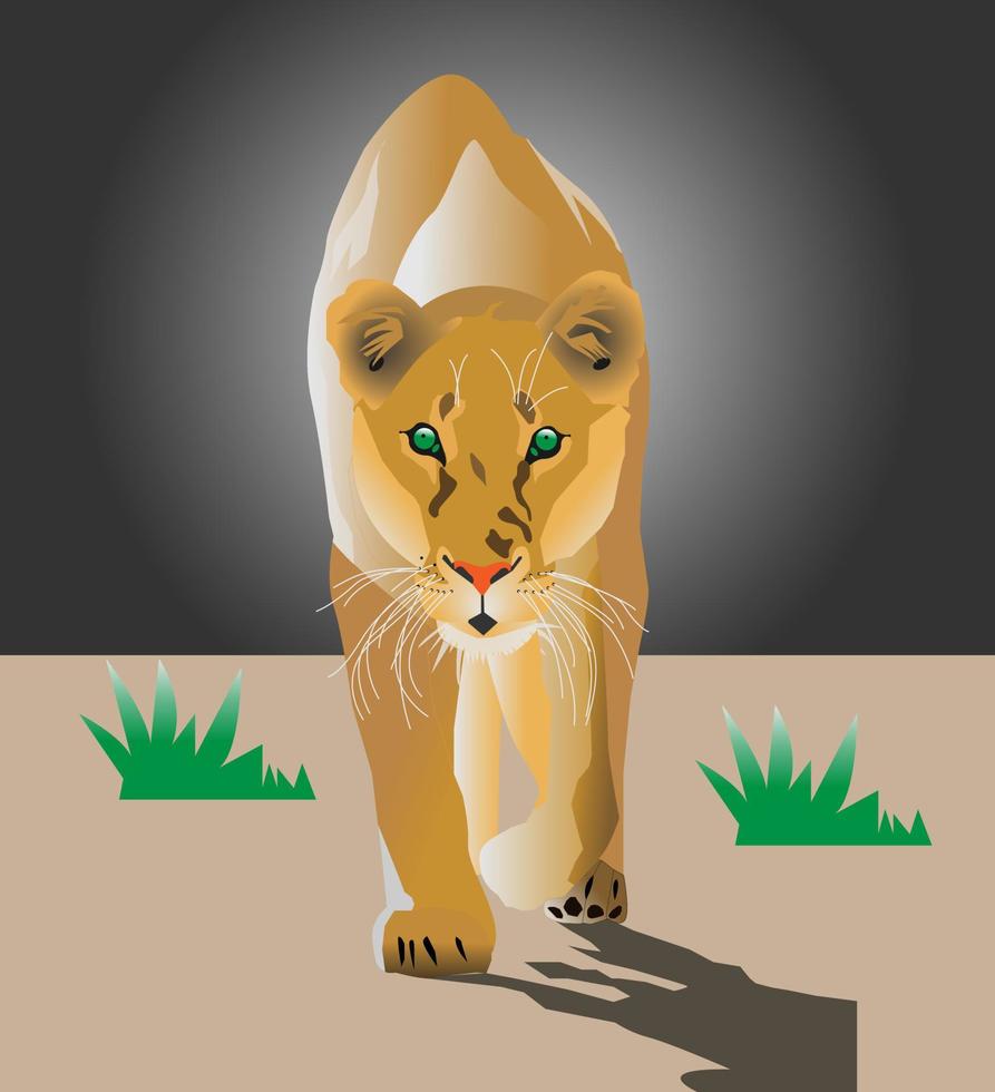 Walking Female Lion vector