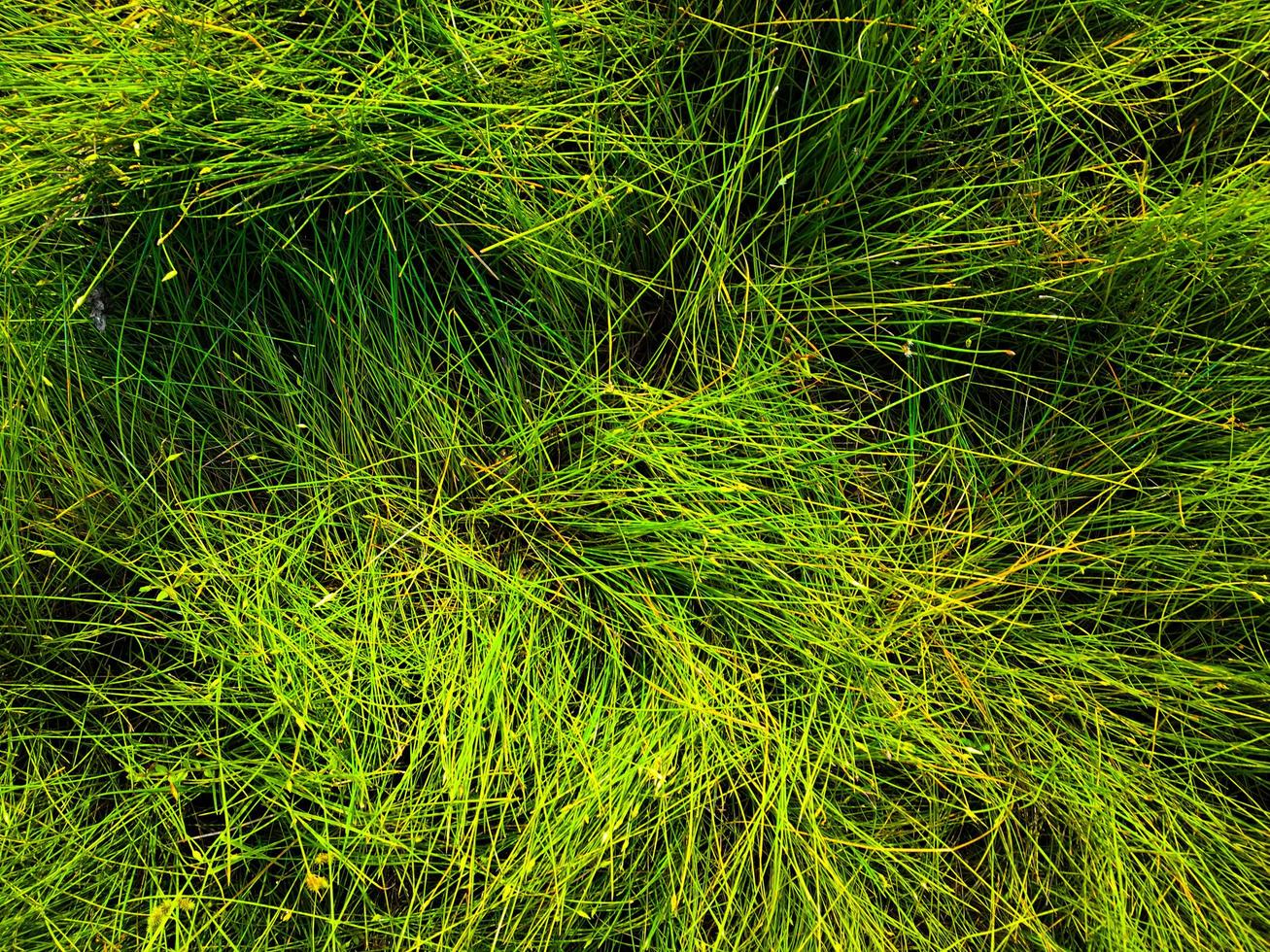 Green lawn texture background. top view. wallpaper for design photo