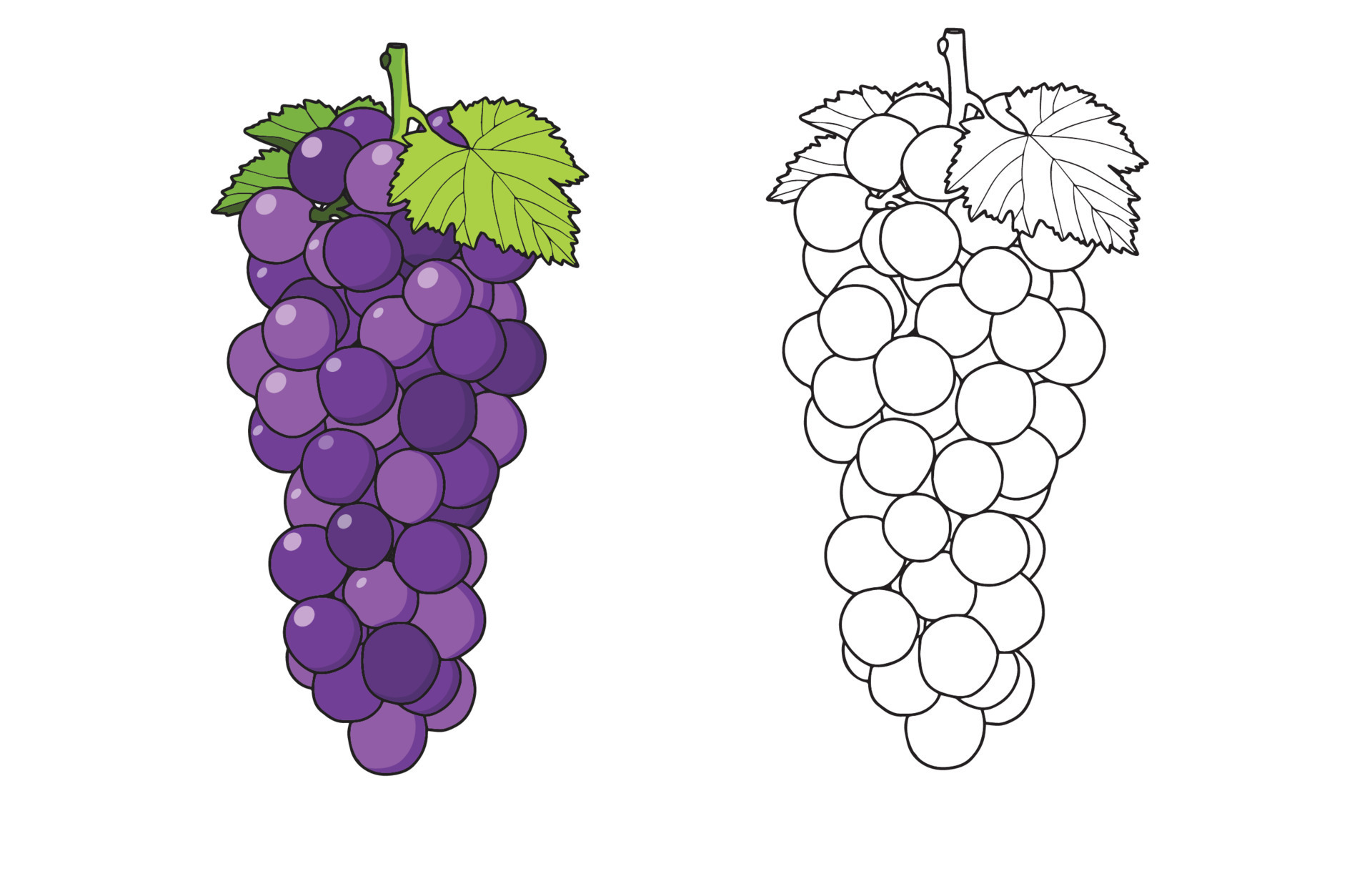 Hand drawn simple outline doodle and coloring of grapes, fresh fruit