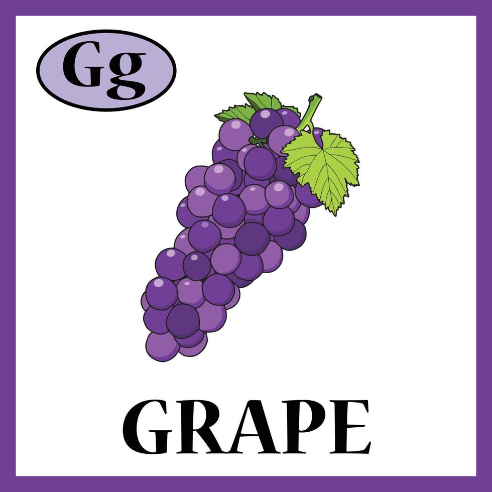 Grape Alphabet cute Flash card. Letter G. Practice learning for children, kids, kindergarten. Alphabet book, English vocabulary. vector