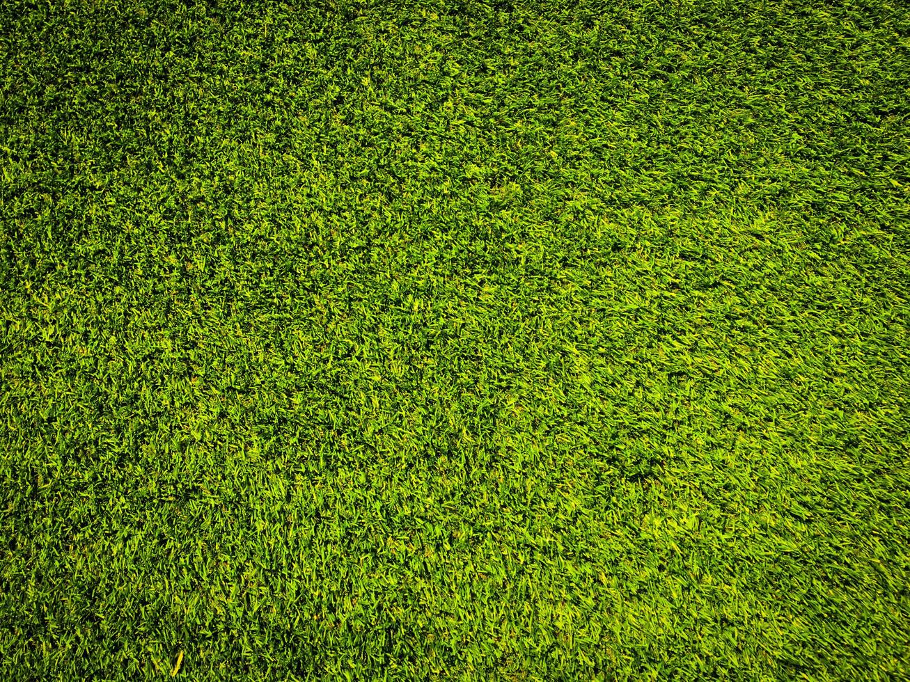 Green grass texture use as natural background. Wallpaper for design artwork photo