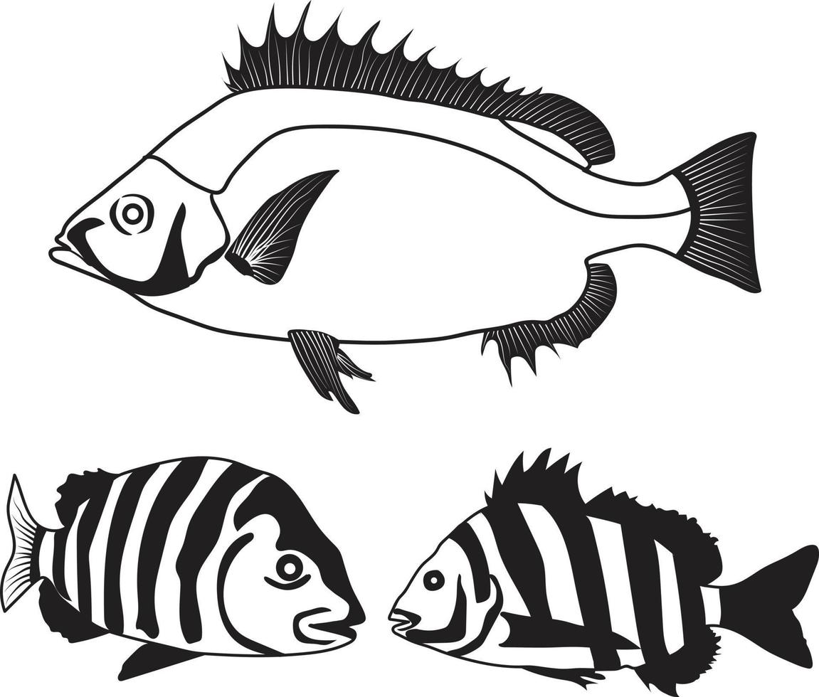 sheepshead fish vector