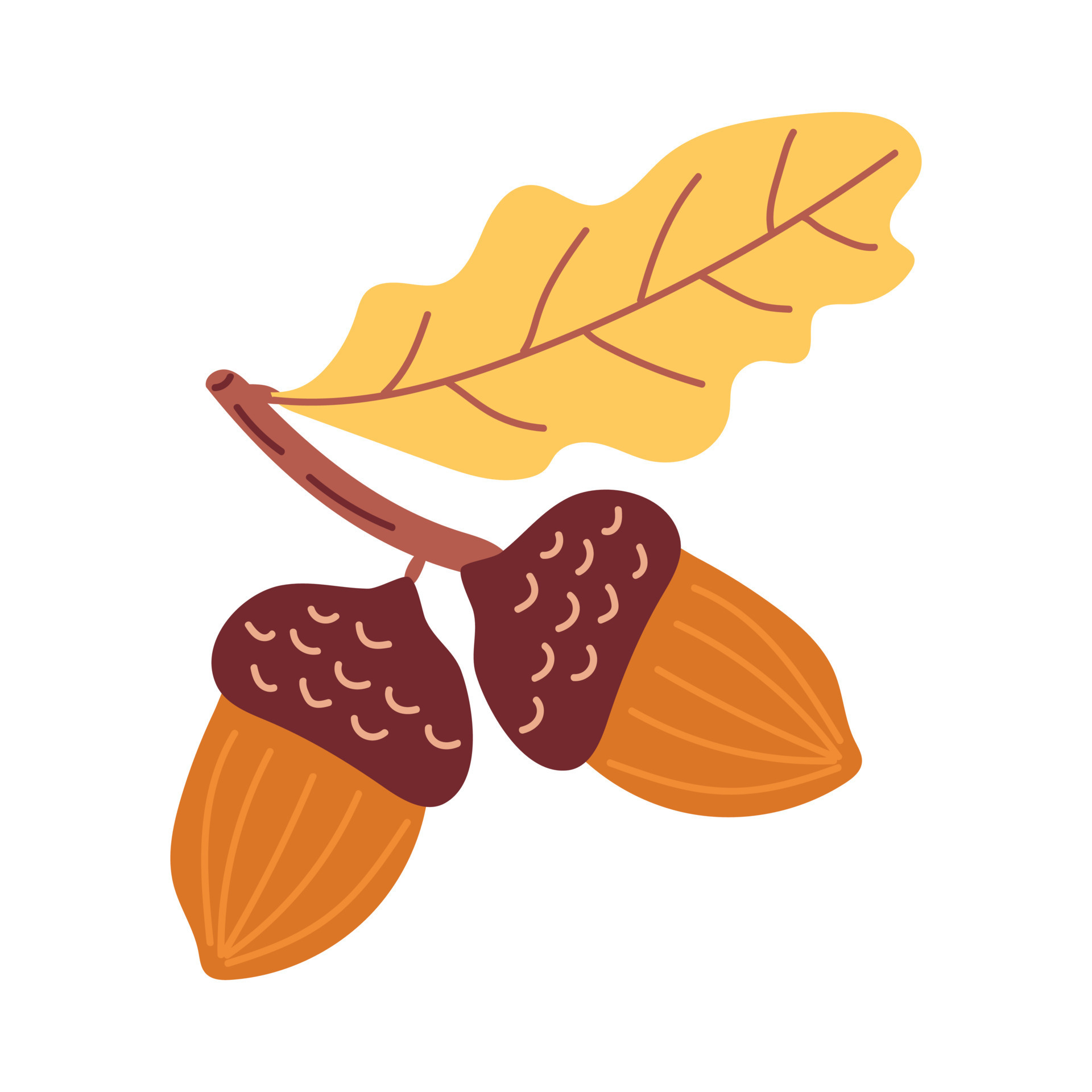 Acorns set in cartoon style. Hand drawn autumn nuts. Vector art isolated on  white background. 11517178 Vector Art at Vecteezy