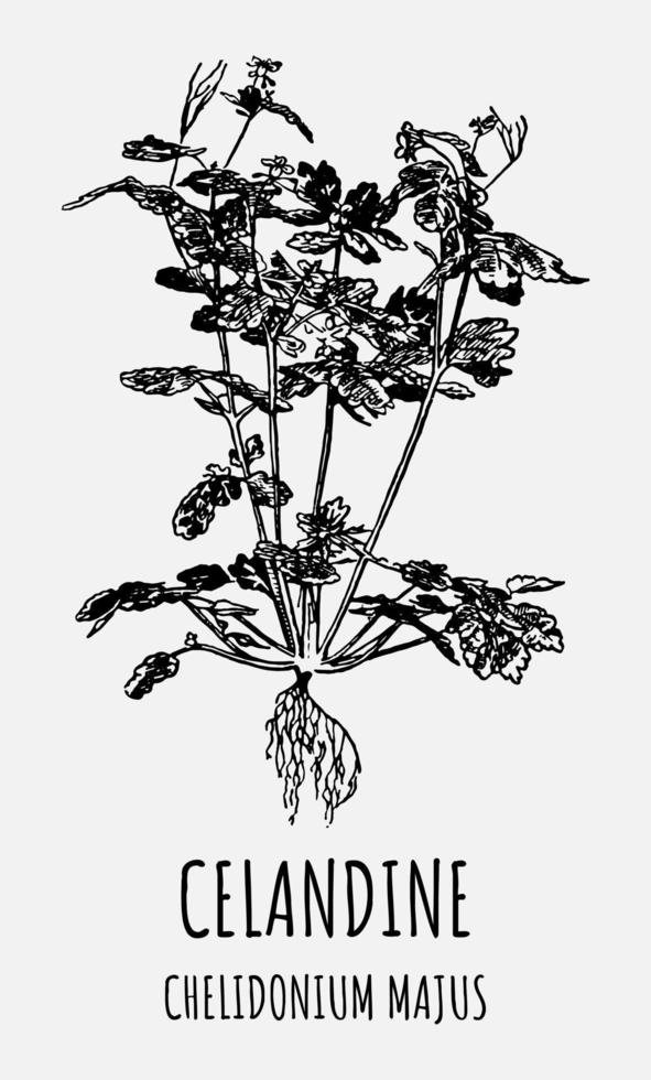 Vector drawings of CELANDINE. Hand drawn illustration. Latin name CHELIDONIUM MAJUS.