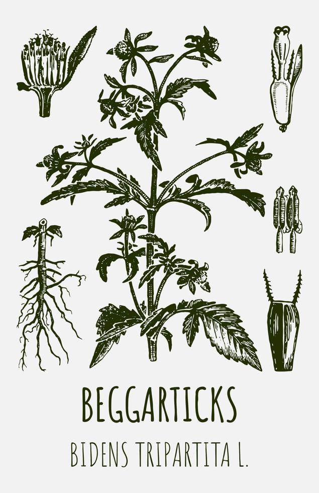 Vector drawings of BEGGARTICKS TRIFID BUR-MARIGOLD. Hand drawn illustration. Latin name BIDENS TRIPARTITA L.