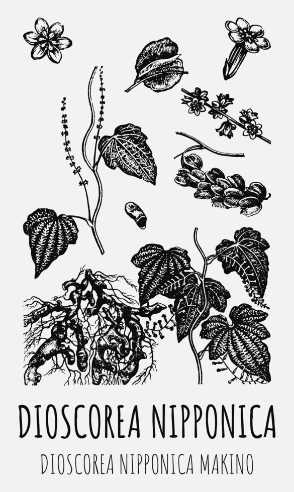 Set of vector drawings of DIOSCOREA NIPPONICA in different colors. Hand drawn illustration. Latin name DIOSCOREA NIPPONICA MAKINO.