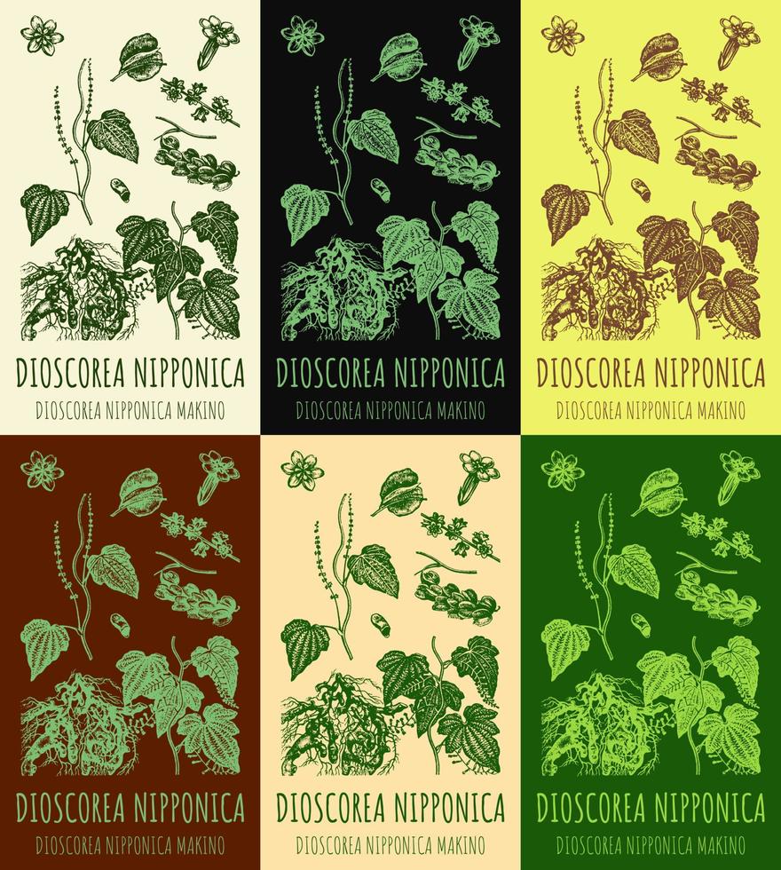 Set of vector drawings of DIOSCOREA NIPPONICA in different colors. Hand drawn illustration. Latin name DIOSCOREA NIPPONICA MAKINO.