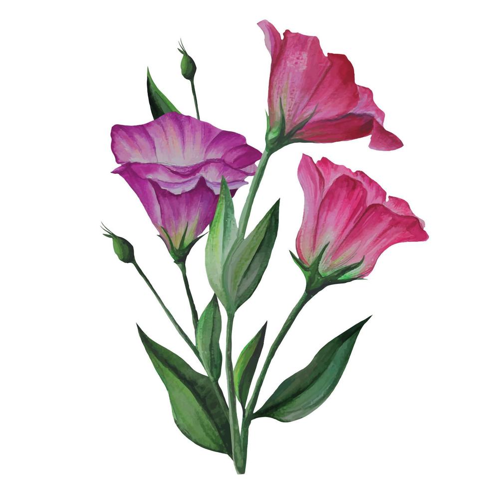 bouquet of eustoma flowers vector