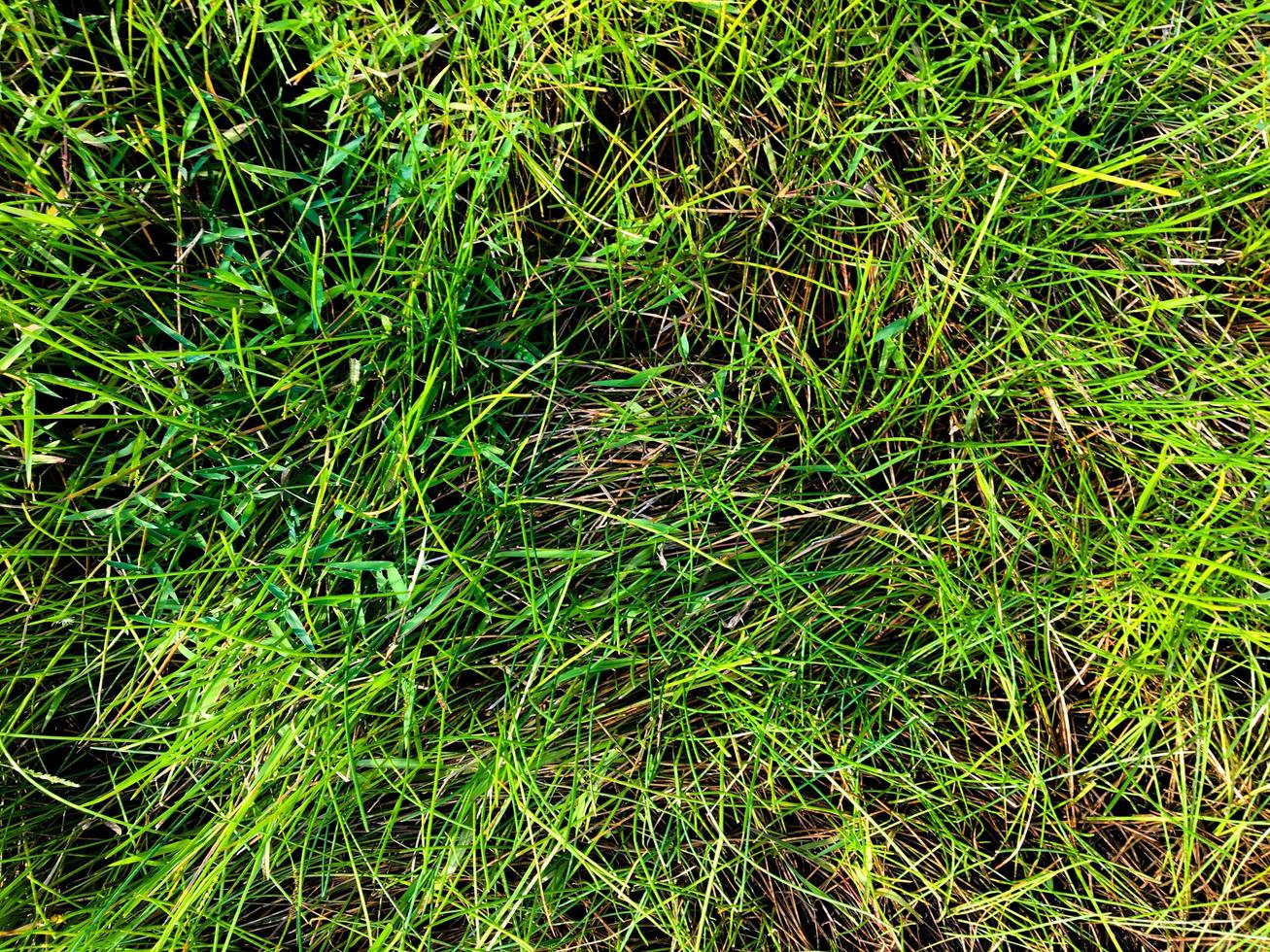 Green lawn texture background. top view. wallpaper for design photo