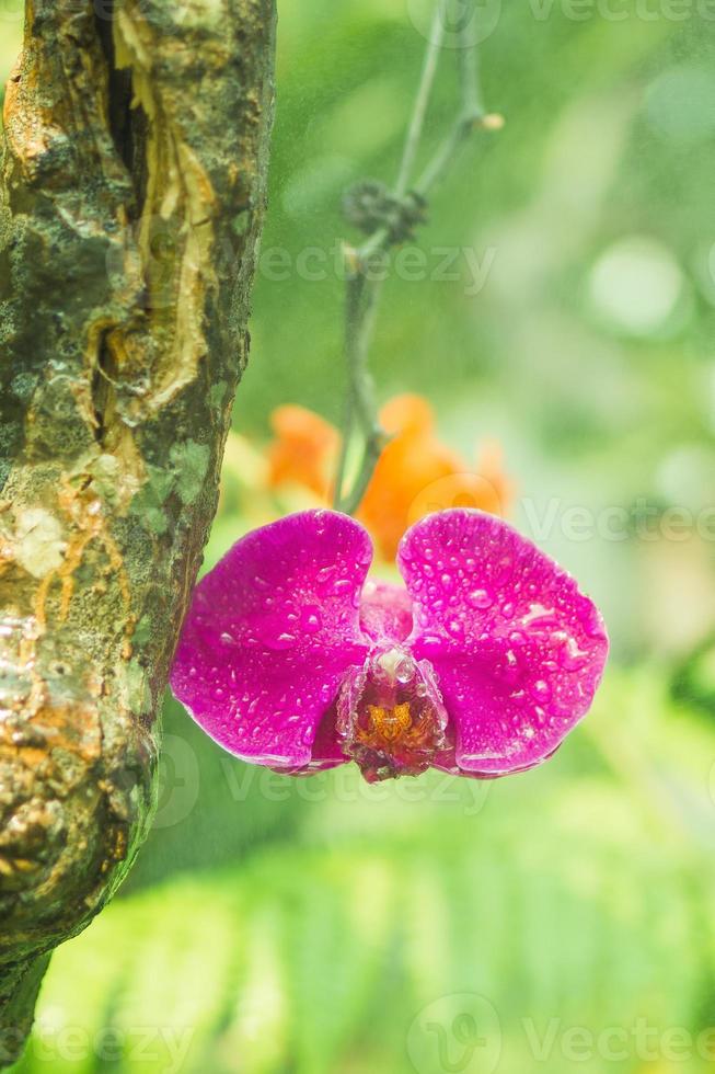 hermosa flor rosa de orquídea en un árbol con gotas de agua. foto