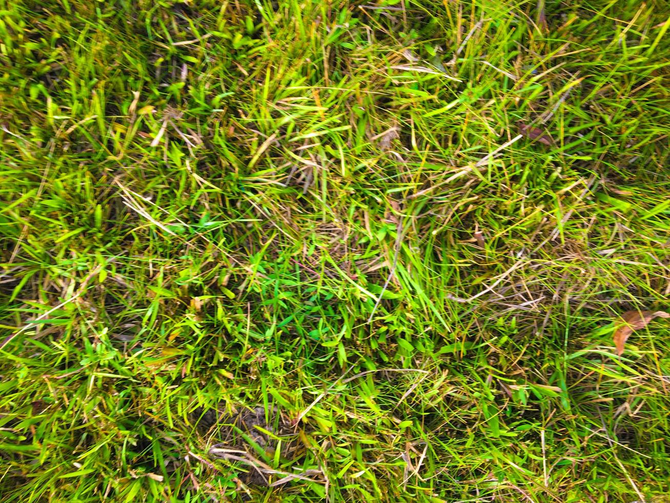 Green grass texture background for work with copy space photo