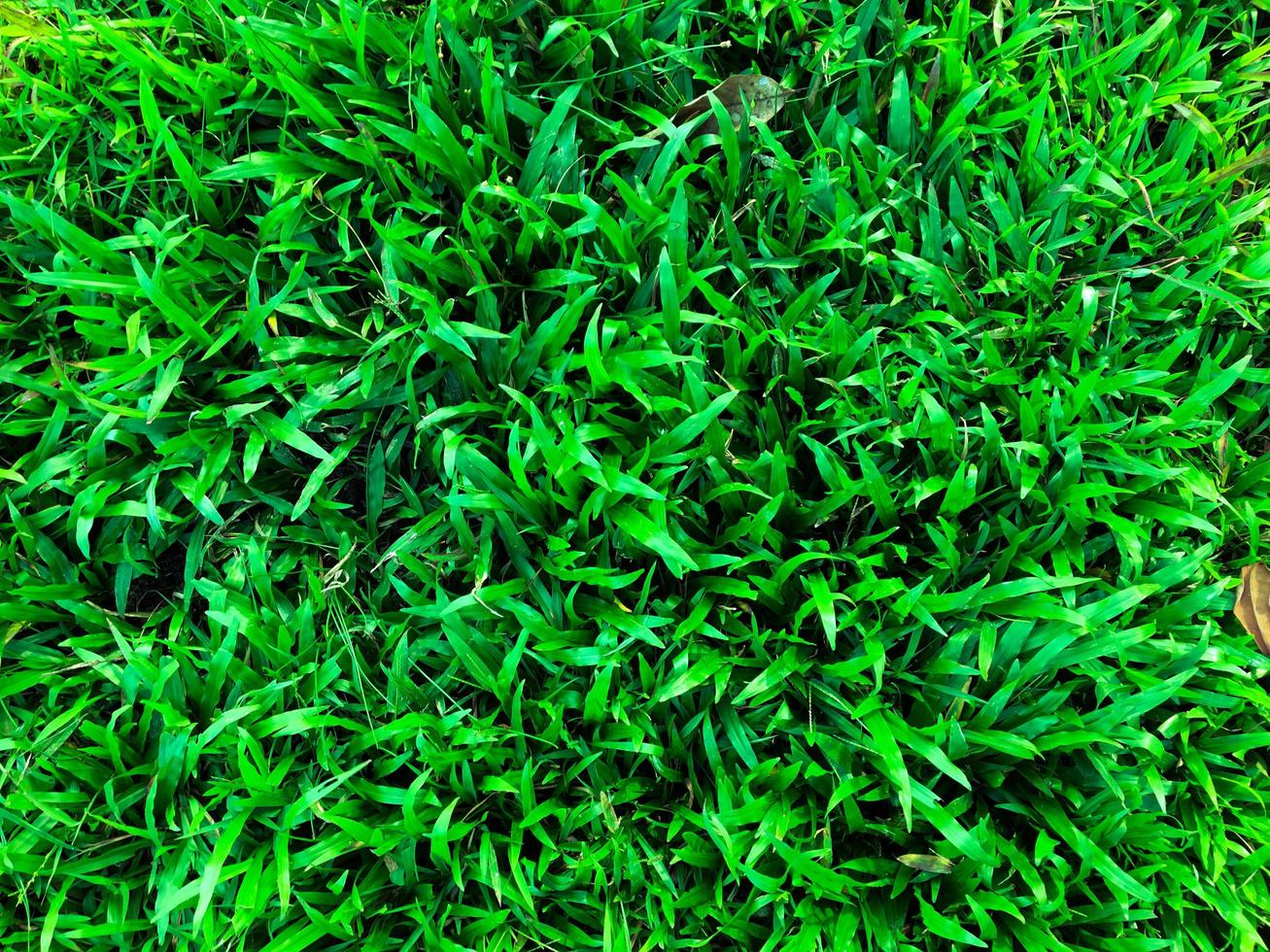 Green grass texture wall space background. fresh foliage in the outdoor photo