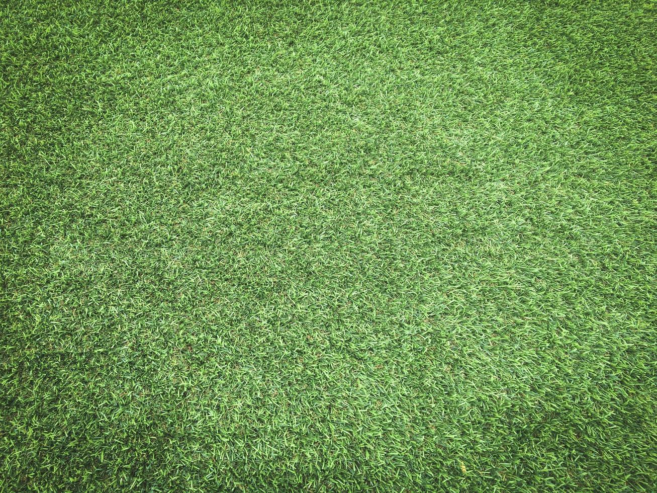 Nature green grass texture background for design. Eco concept. photo