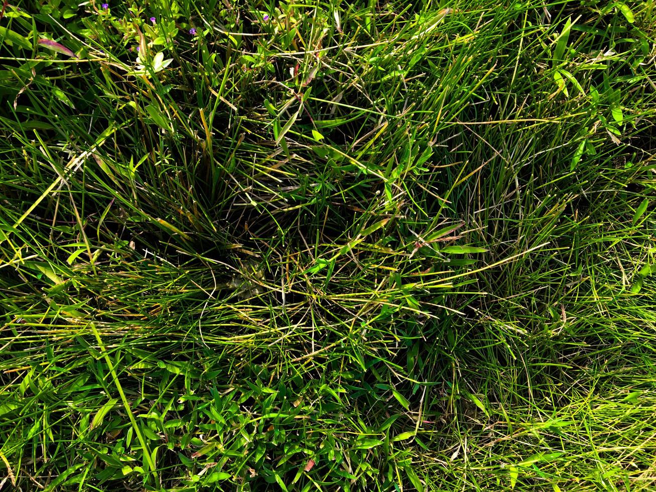 Green grass texture wall space background. fresh foliage in the outdoor photo
