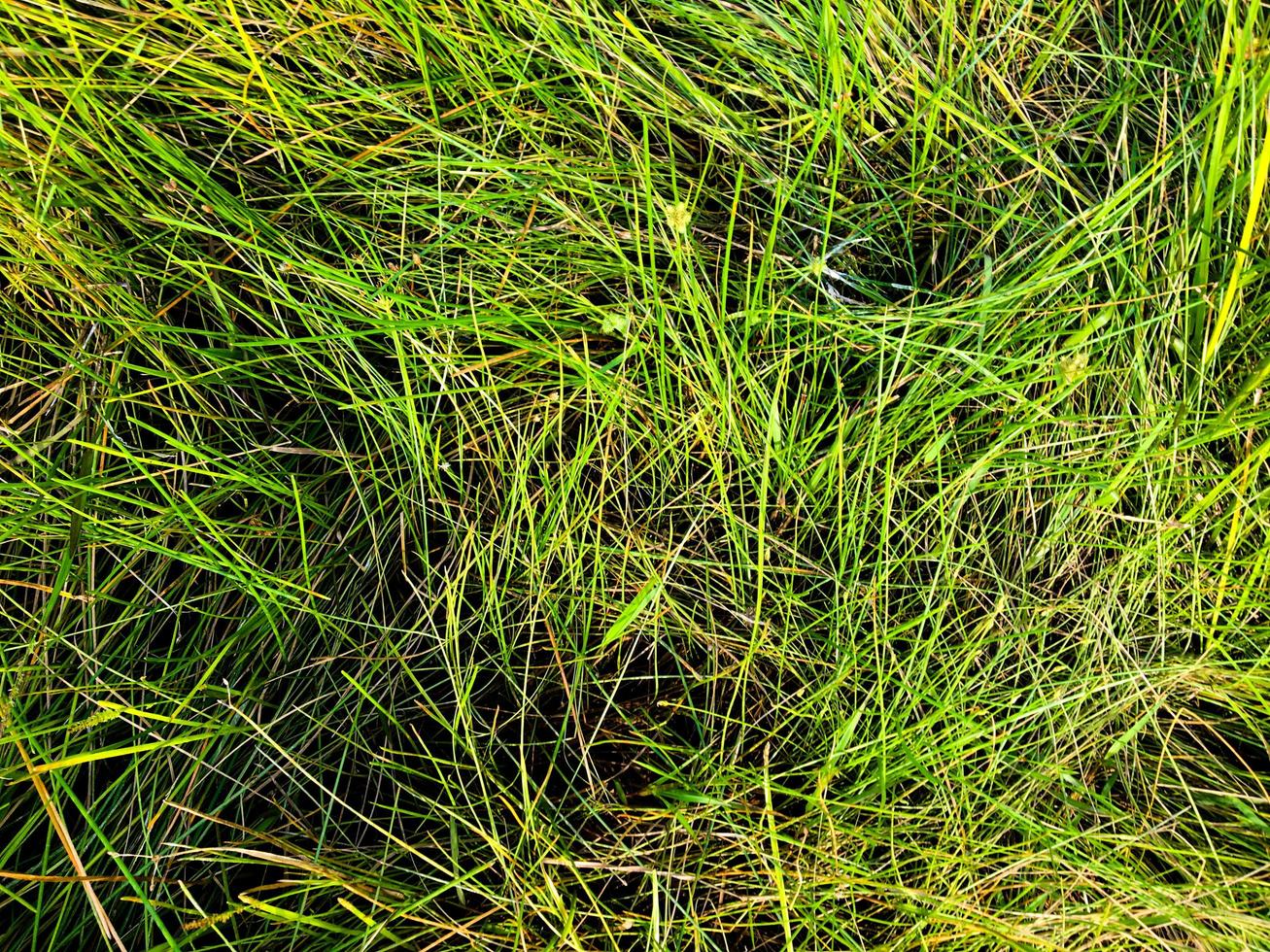 Green lawn texture background. top view. wallpaper for design photo