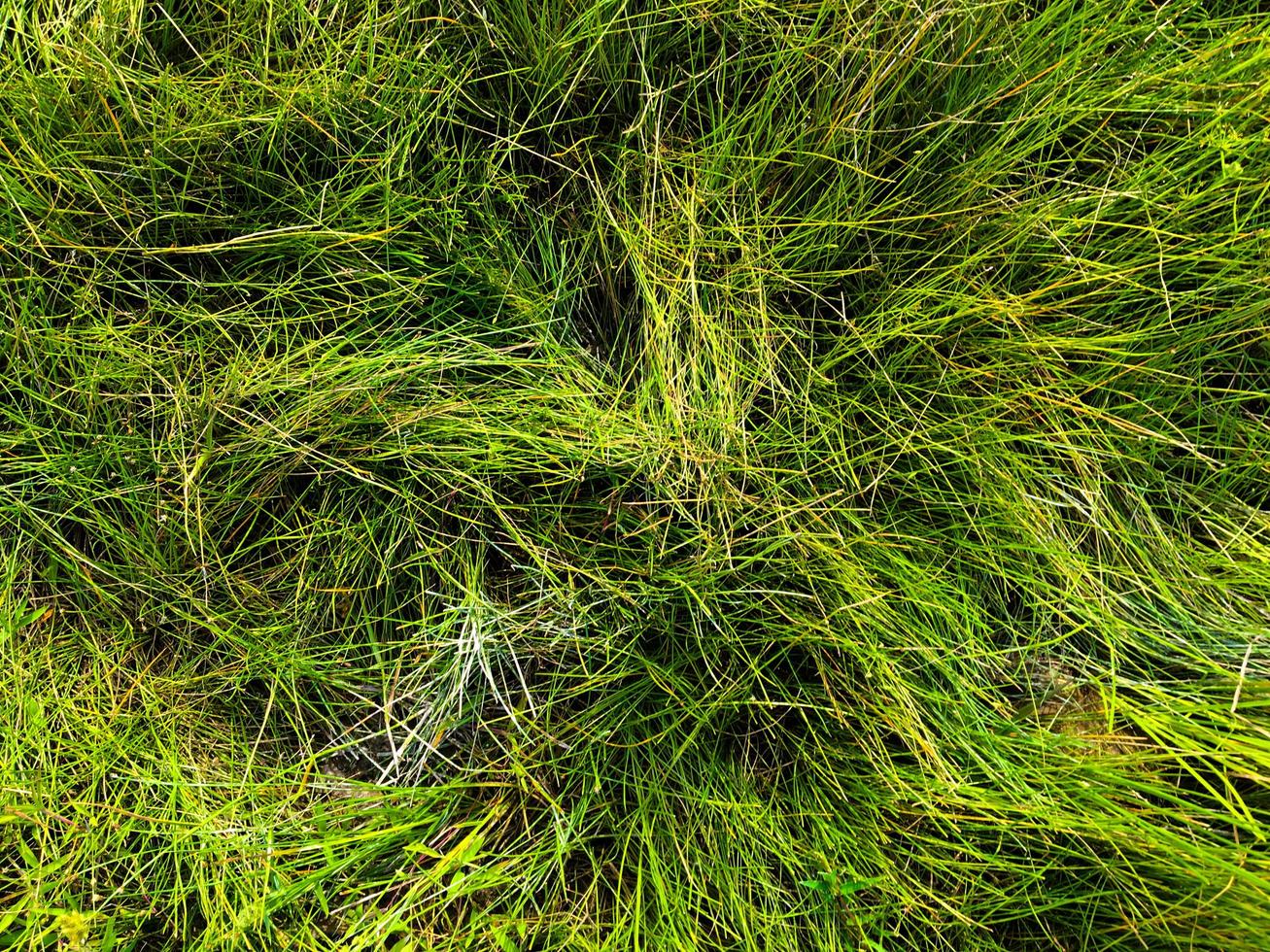 Green grass texture wall space background. fresh foliage in the outdoor photo