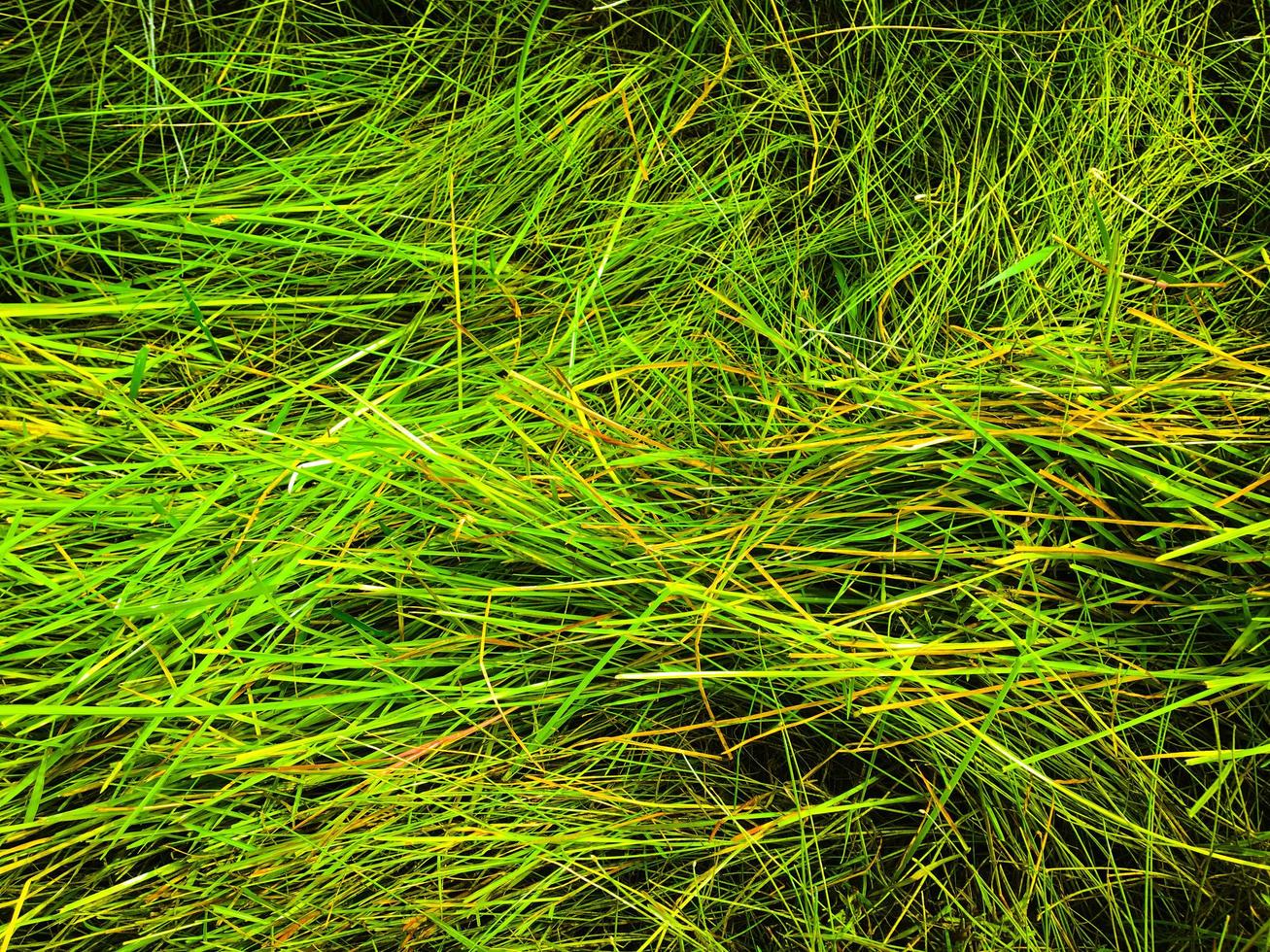 Green grass texture background for work with copy space photo