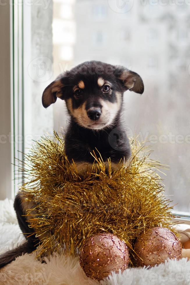 Adorable little black and tan puppy is sitting on a white plaid with Christmas decorations near a window. photo