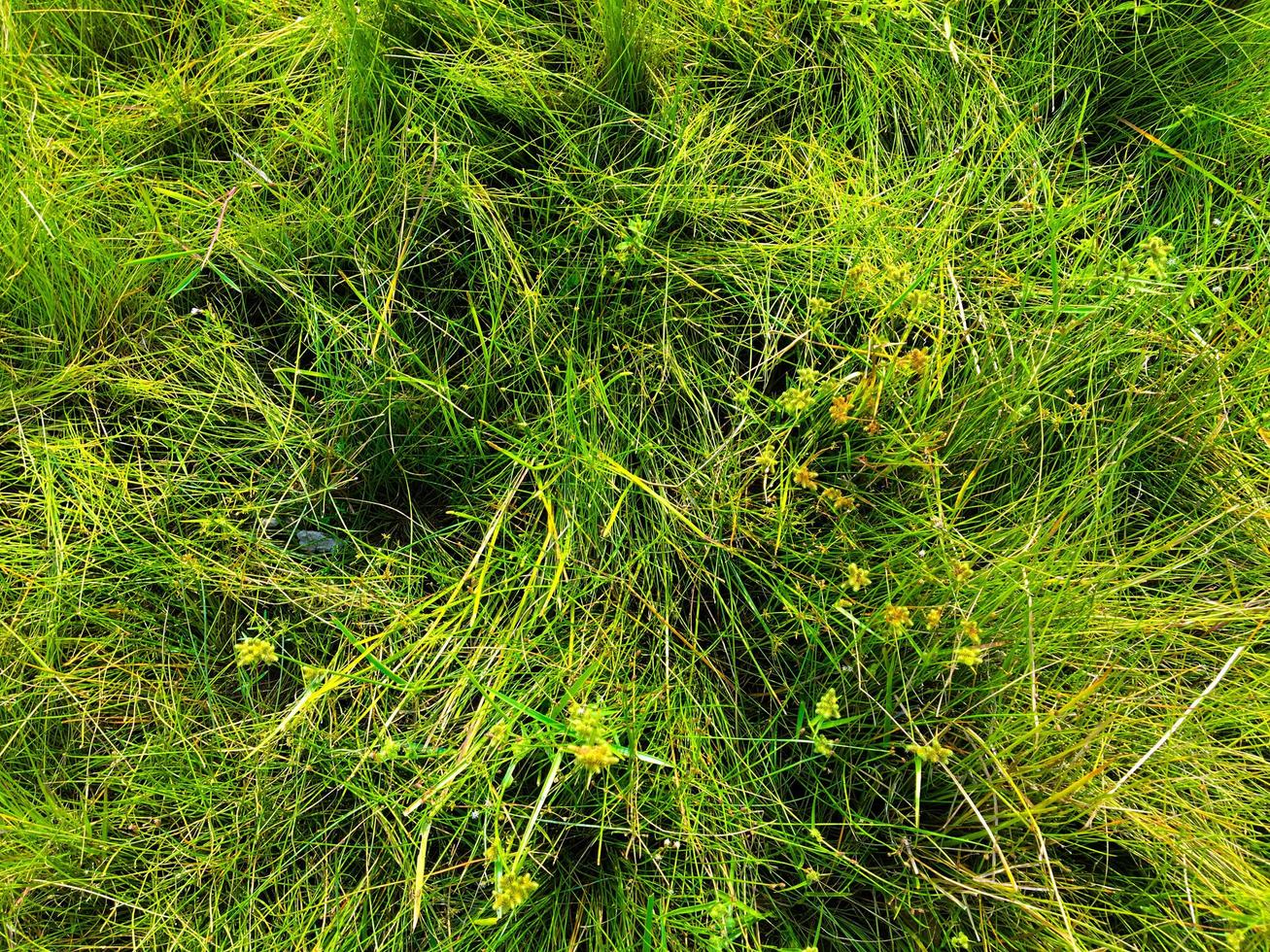 Green grass texture wall space background. fresh foliage in the outdoor photo