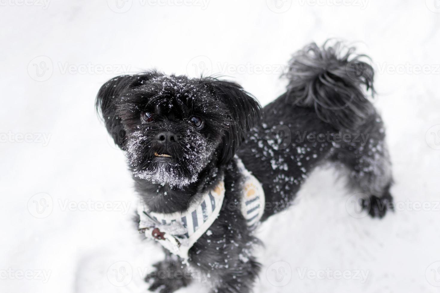 Portrait of black Russian colored lap dog phenotype with snowflakes on its face on a background of snow at wintertime. photo