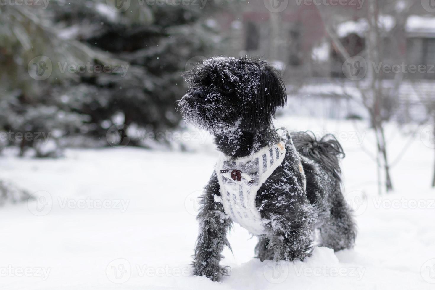 Portrait of black Russian colored lap dog phenotype on a background of coniferous forest with castle at wintertime. photo