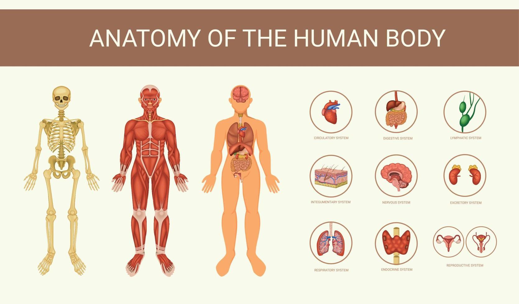 Human Body Systems vector